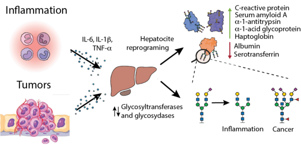 altered glycans in pathogenic context