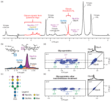 NMR glycoproteins results