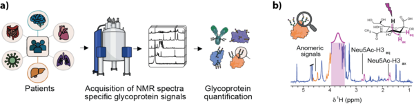 NMR of glycoproteins