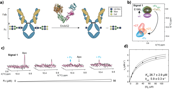 complex polysaccharide metabolism in the human gut microbiome