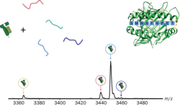 MHC peptide screening (Janine-Denise Kopicki)