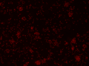 adenovirus propagation in HEK293T cells