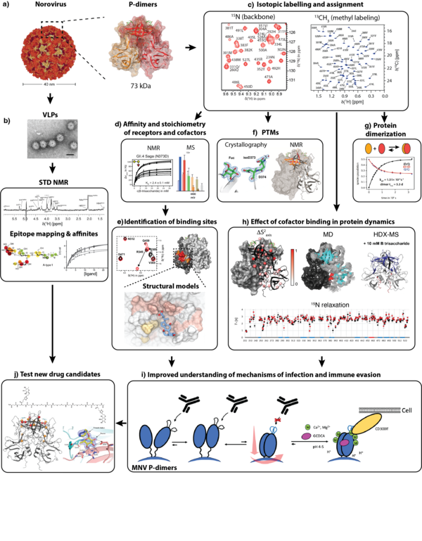 interaction of Norovirus with cell attachment factors